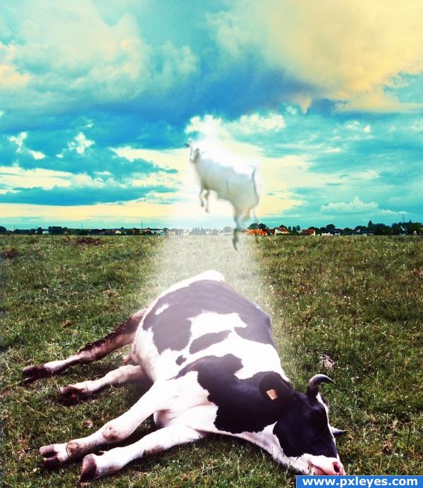 Cow to heaven!